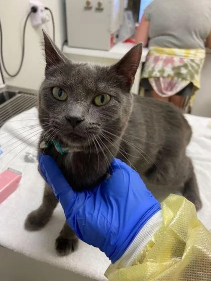 A young small-sized female Domestic Short Hair cat named Gladys for adoption in Ringoes, NJ