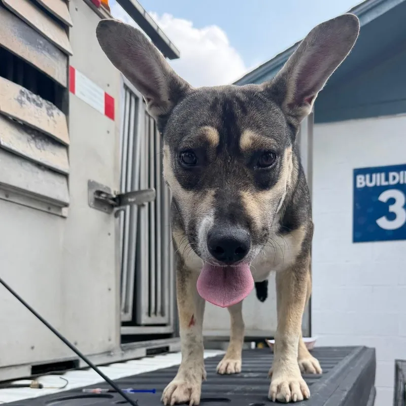 An adult medium-sized female Yellow / Tan / Blond / Fawn Shepherd dog named Twinkle for adoption in Edinburg, TX
