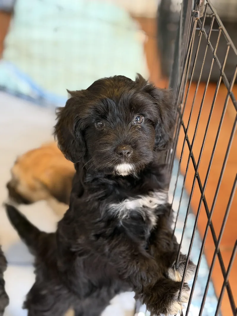 A baby small-sized female Poodle dog named Skink for adoption in Burbank, CA