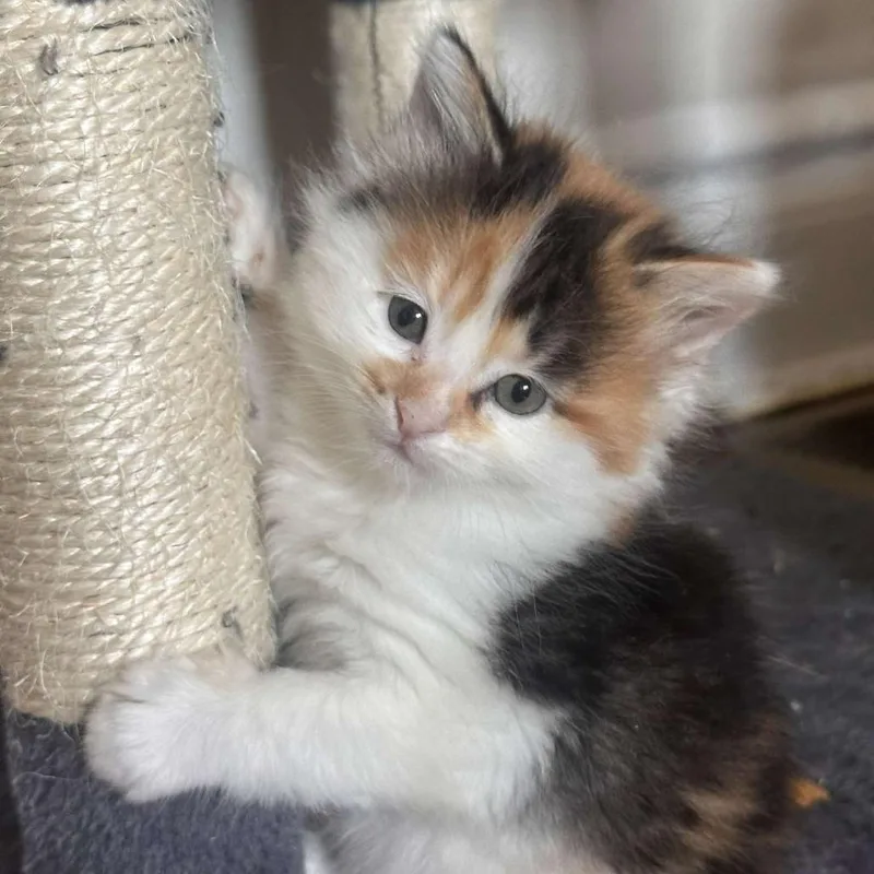 A baby small-sized female Calico Domestic Short Hair cat named Esther for adoption in Forest Park, IL