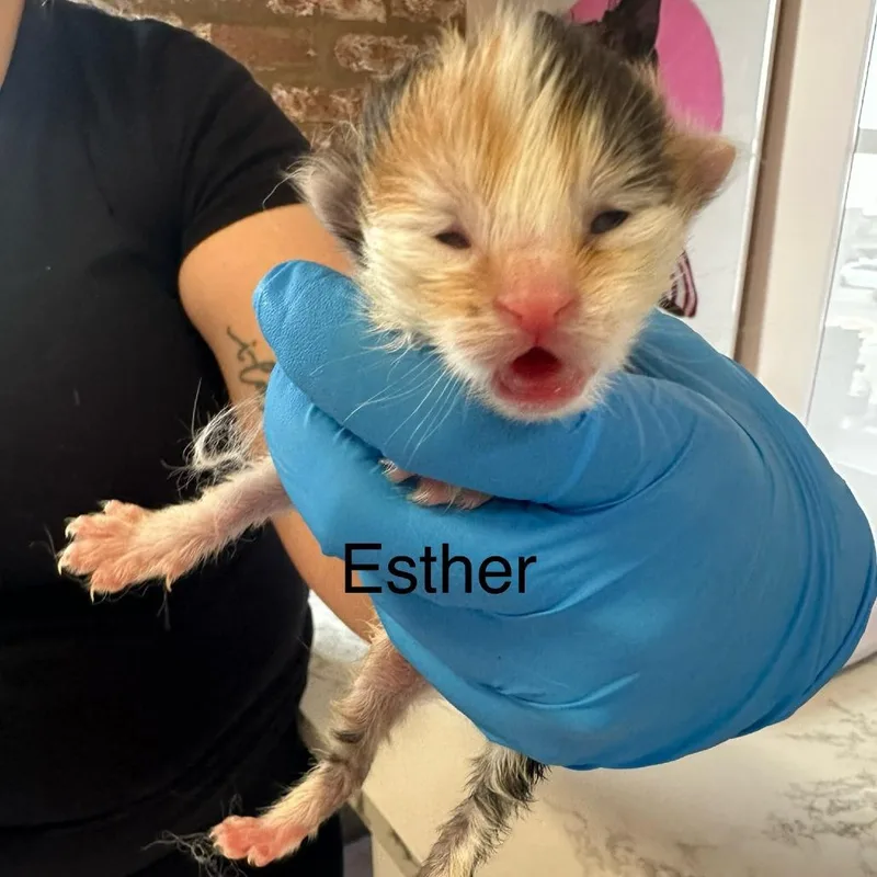 Esther thumbnail 3