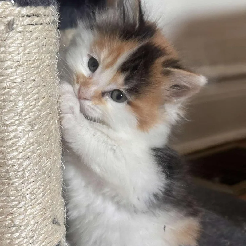 Esther thumbnail 4