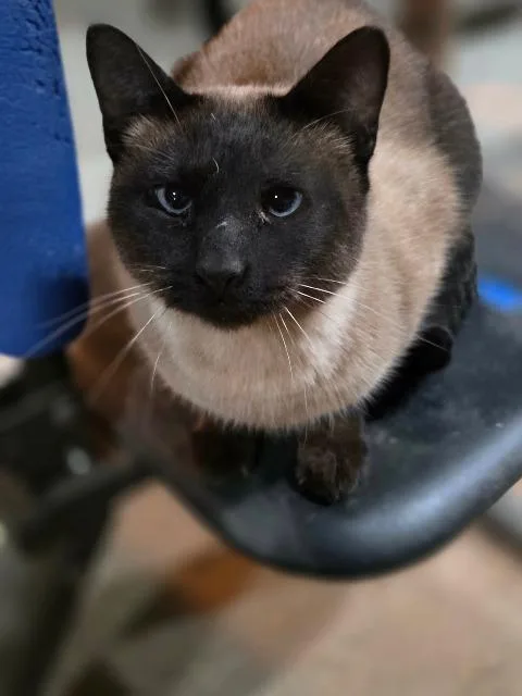 A young small-sized male Siamese cat named Ben for adoption in New Braunfels, TX