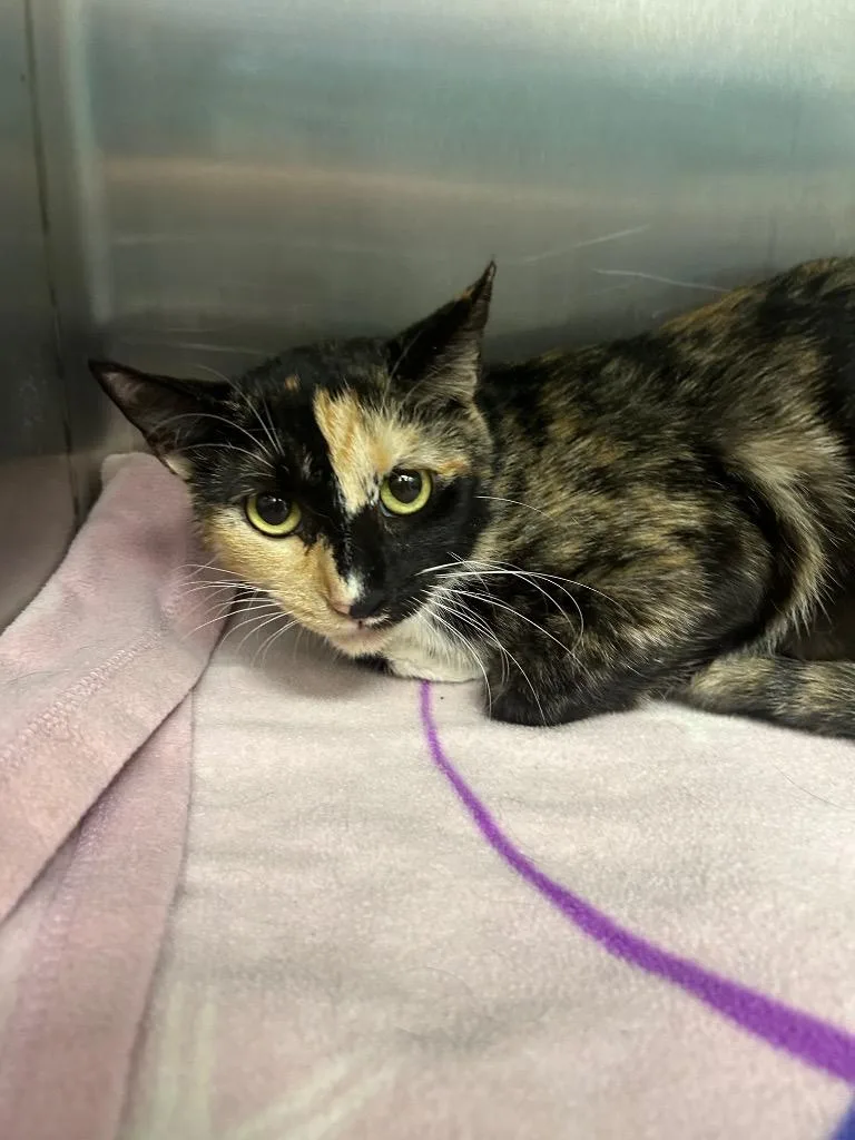 A young medium-sized female Domestic Short Hair cat named Parton for adoption in Hartsville, SC