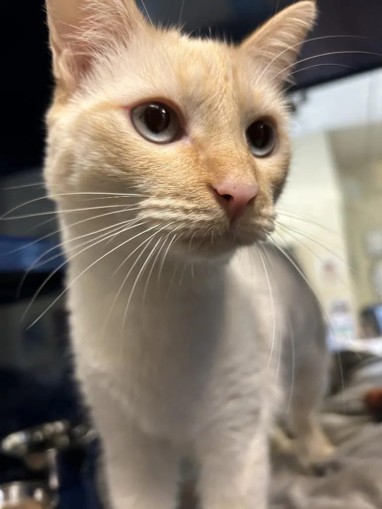 A young large-sized female Siamese cat named Charmander for adoption in Little Elm, TX