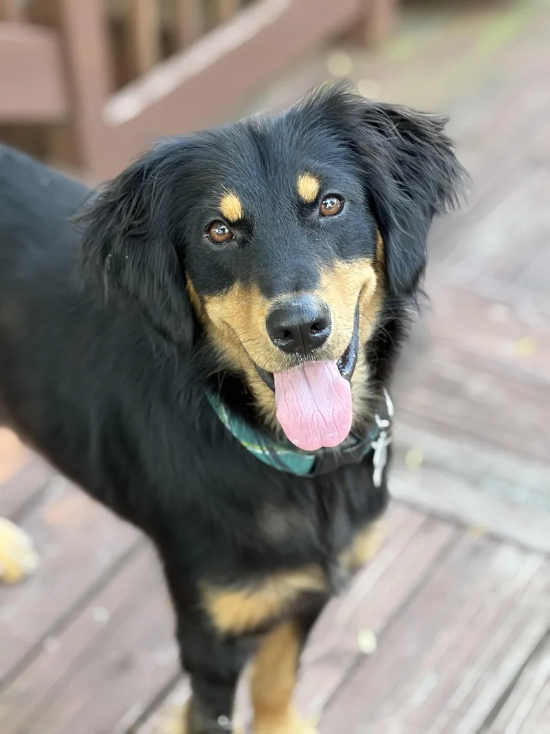 A young medium-sized male Retriever dog named Harry for adoption in Palatine, IL