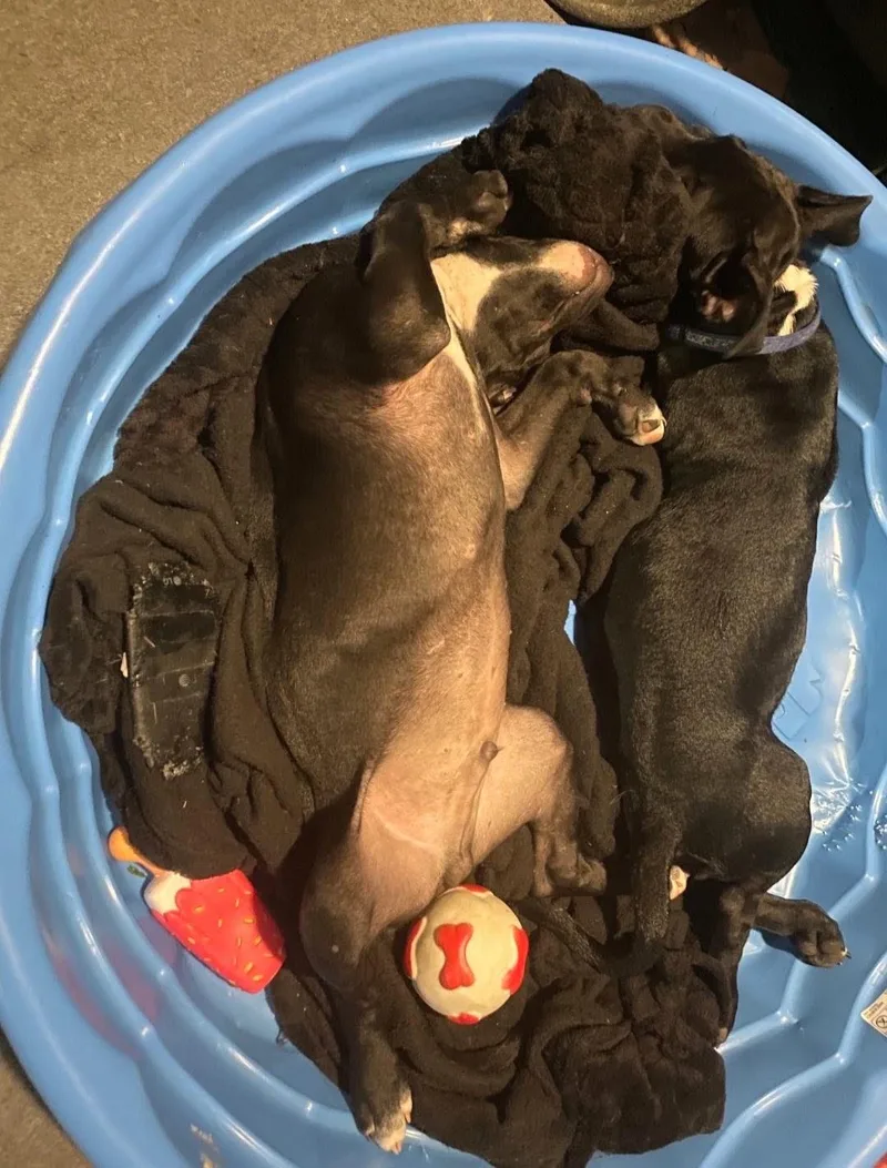 A baby medium-sized male Staffordshire Bull Terrier dog named Roscoe for adoption in Maryville, TN