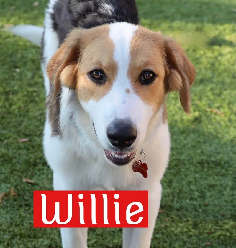 Willie