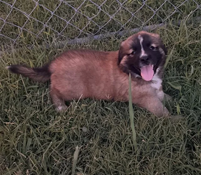 A baby large-sized male Mixed Breed dog named Apolo for adoption in Dallas, TX