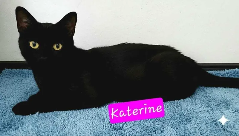 A young medium-sized female Black Domestic Short Hair cat named Katerine for adoption in Jessup, MD