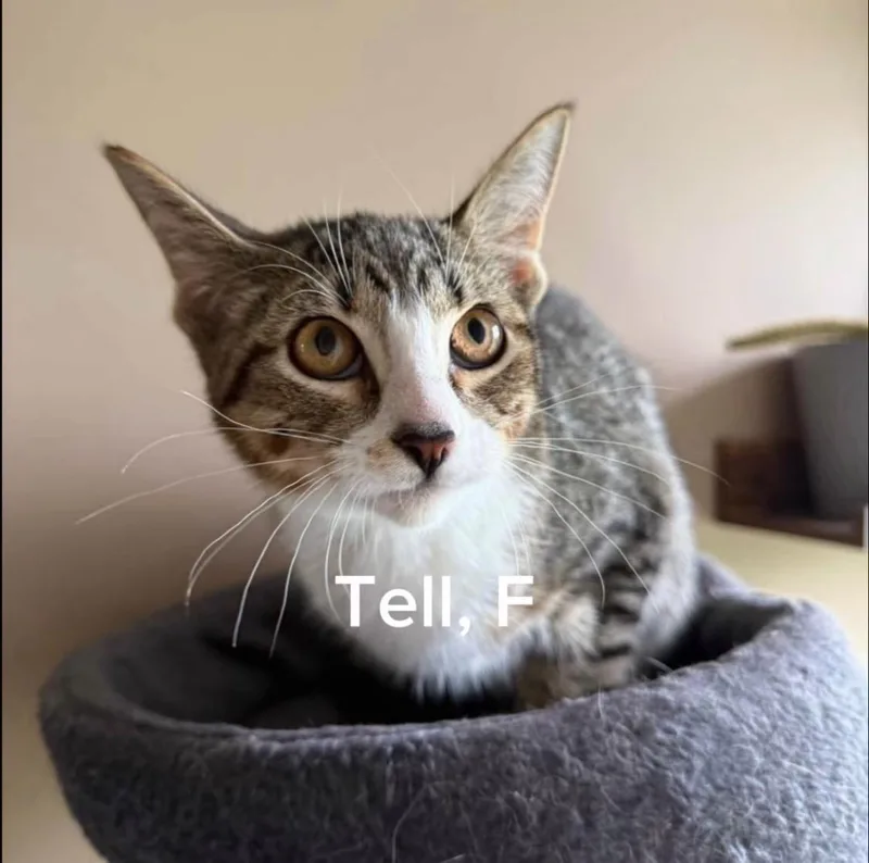 A baby small-sized female Tabby (Gray / Blue / Silver) Domestic Short Hair cat named Telly for adoption in Shrewsbury, MA
