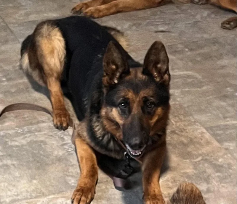 An adult medium-sized female German Shepherd Dog dog named Reo Speedwagon for adoption in Centreville, VA