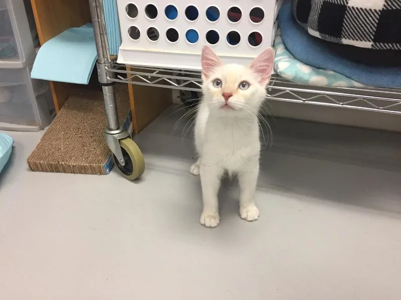 A baby medium-sized male Domestic Medium Hair cat named Halibut for adoption in Peoria, AZ