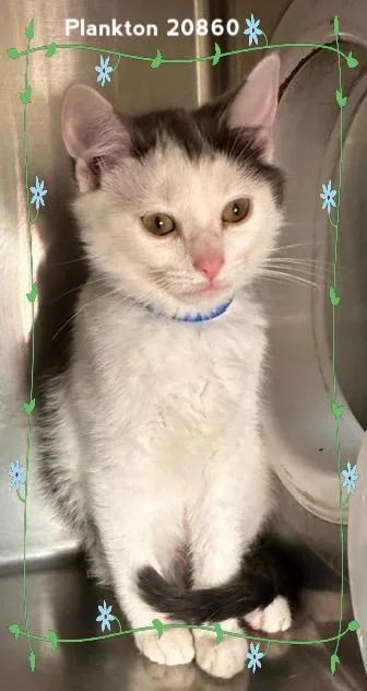 A baby medium-sized male Gray & White Domestic Short Hair cat named Plankton for adoption in Marietta, GA