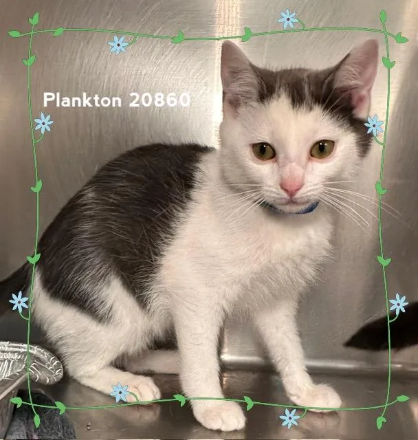 Plankton thumbnail 2
