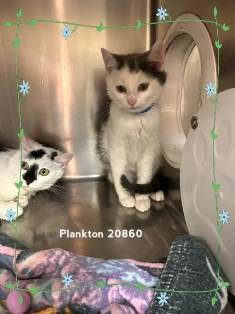Plankton thumbnail 4
