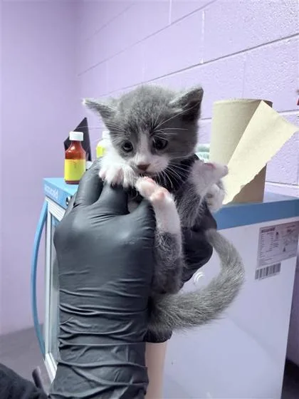 A baby small-sized female Gray / Blue / Silver Domestic Medium Hair cat named 61136526 for adoption in El Paso, TX