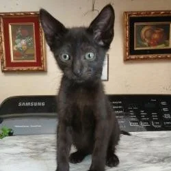 A baby small-sized male Black Domestic Short Hair cat named Pickles for adoption in West Palm Beach, FL