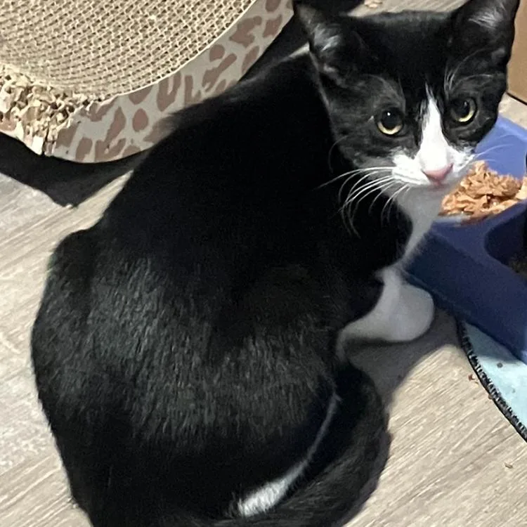 A young small-sized female Black Domestic Short Hair cat named Ms. Austen for adoption in Abingdon, MD