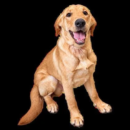 A young medium-sized male Golden Retriever dog named Bodie for adoption in Cumberland, MD