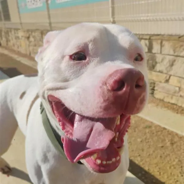 An adult large-sized male White / Cream Mixed Breed dog named Kai for adoption in Bentonville, AR