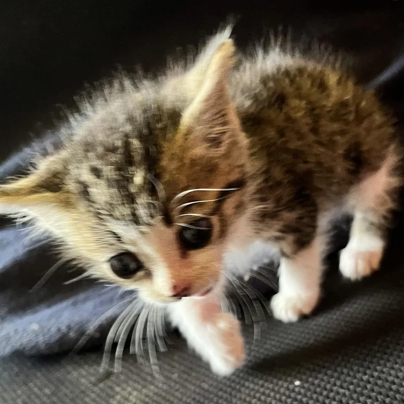 A baby small-sized male Gray / Blue / Silver Domestic Short Hair cat named Tanqueray for adoption in Volcano, HI