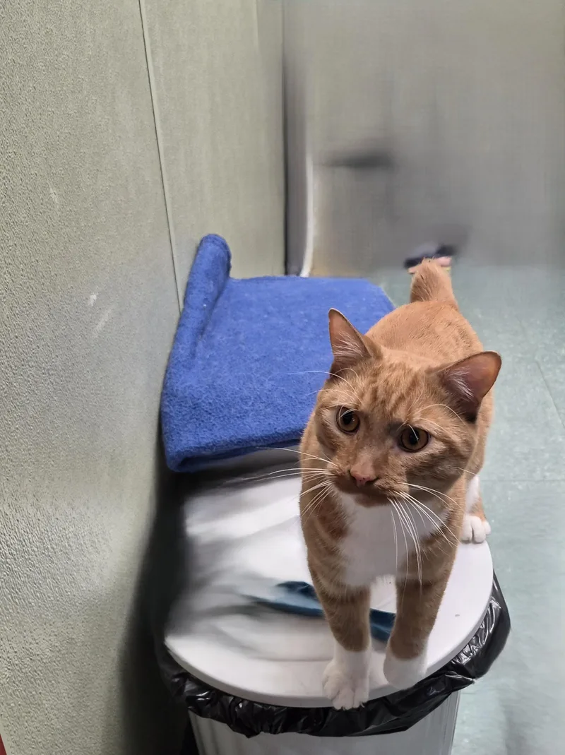 An adult medium-sized male Domestic Short Hair cat named Junior for adoption in Warwick, RI