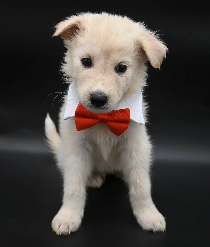 A baby medium-sized male Great Pyrenees dog named Starfish. for adoption in Mobile, AL