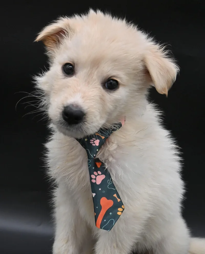 Starfish. thumbnail 2