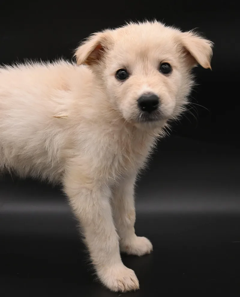 Starfish. thumbnail 3