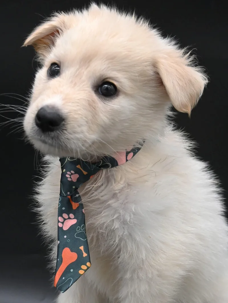 Starfish. thumbnail 4