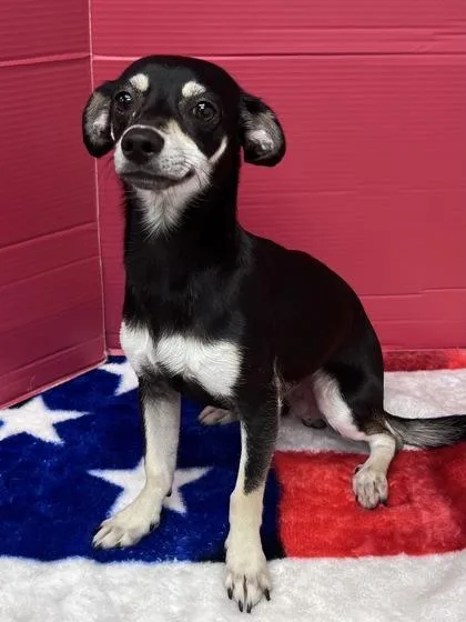 An adult small-sized male Chihuahua dog named Dempster for adoption in Houston, TX