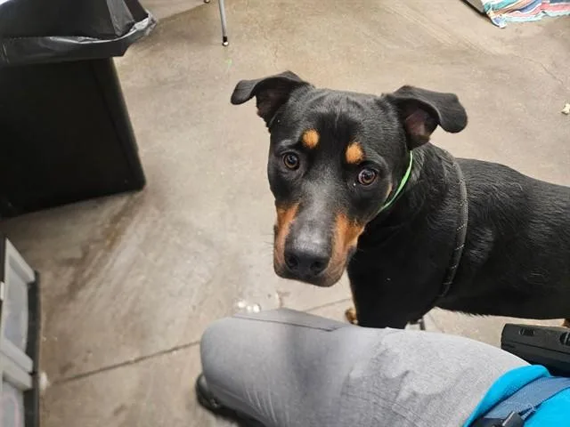 An adult large-sized male Rottweiler dog named Prowler for adoption in Tucson, AZ