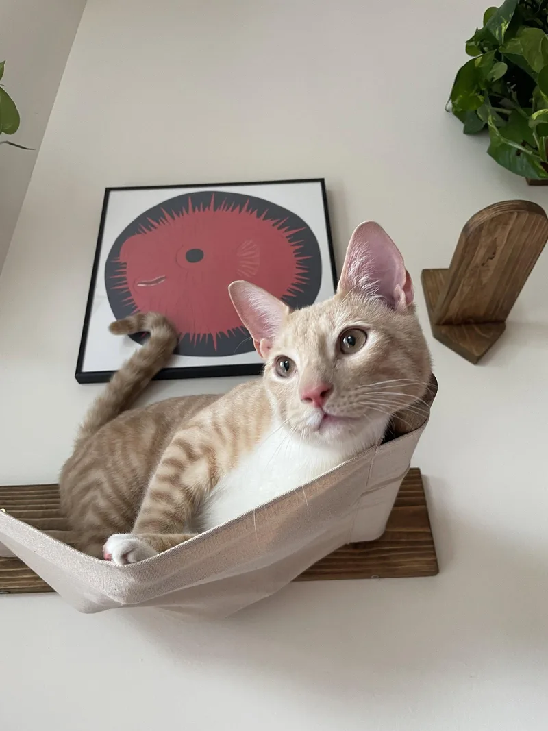 A young medium-sized male Domestic Short Hair cat named Ginger Salt for adoption in Brooklyn, NY