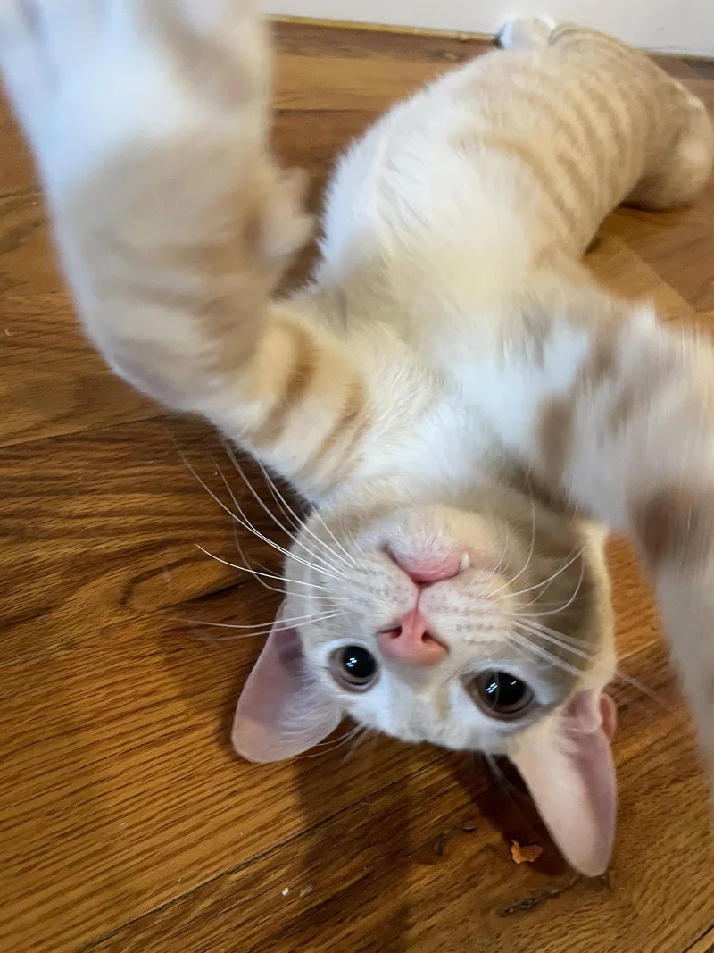 Ginger Salt thumbnail 3