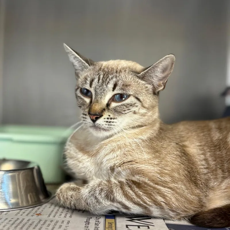 A young medium-sized female Domestic Short Hair cat named Ginger Ale for adoption in San Antonio, TX