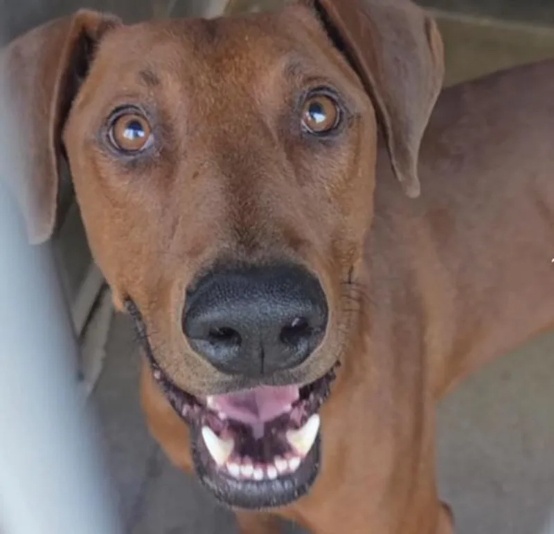 A young large-sized male Redbone Coonhound dog named Dash for adoption in Bloomfield Hills, MI