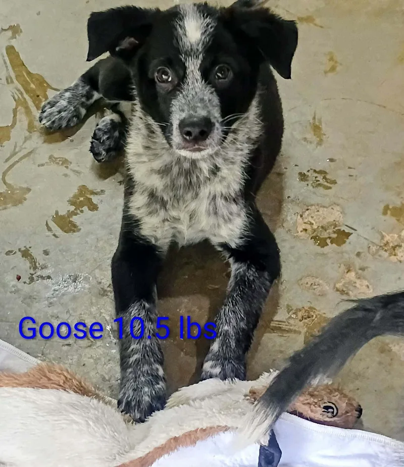 Goose