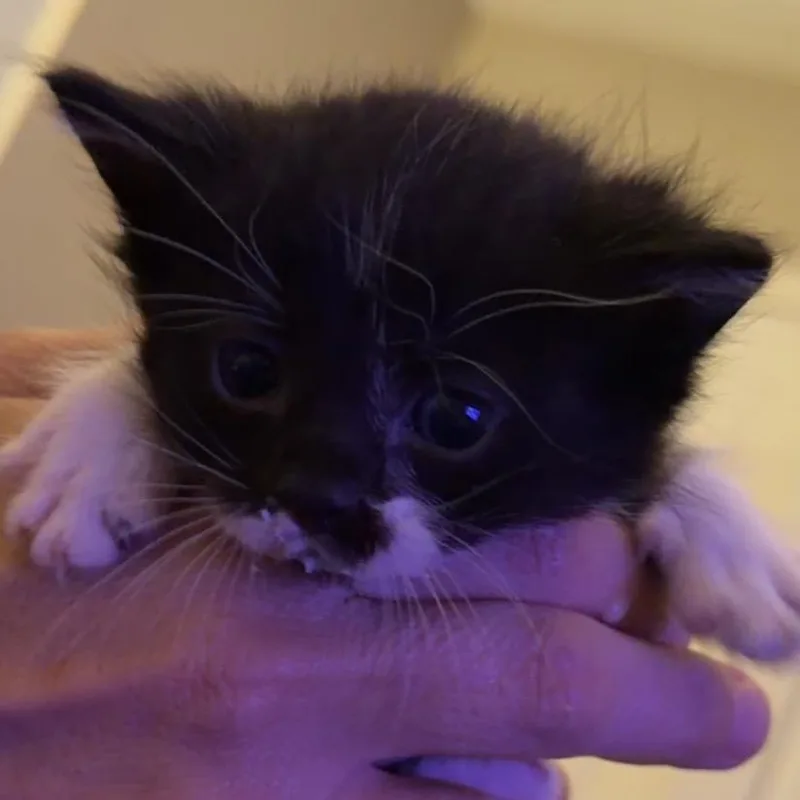 A baby small-sized male Black Domestic Short Hair cat named Sandals for adoption in Grantsville, UT