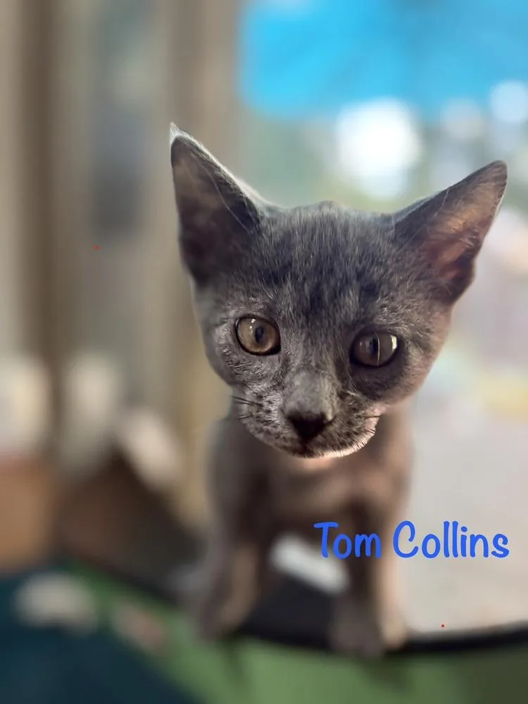 A baby small-sized male Gray / Blue / Silver Domestic Short Hair cat named Tom Collins for adoption in Lake Wylie, SC
