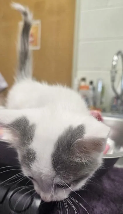 A baby small-sized male Domestic Short Hair cat named Wyatt for adoption in Edgewood, NM