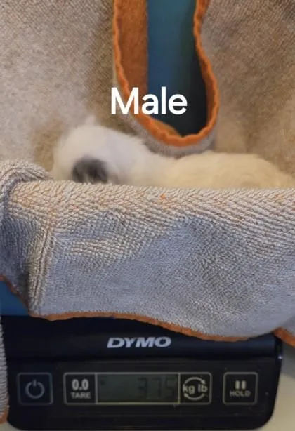 Wyatt thumbnail 2