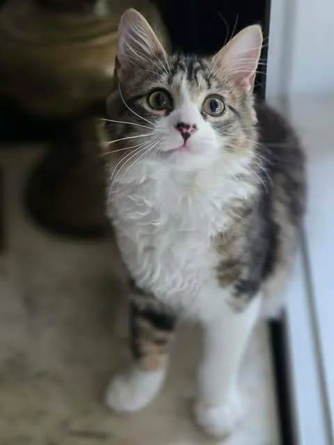 A baby medium-sized female Tabby (Buff / Tan / Fawn) Tabby cat named Sissy for adoption in Johnson City, TN