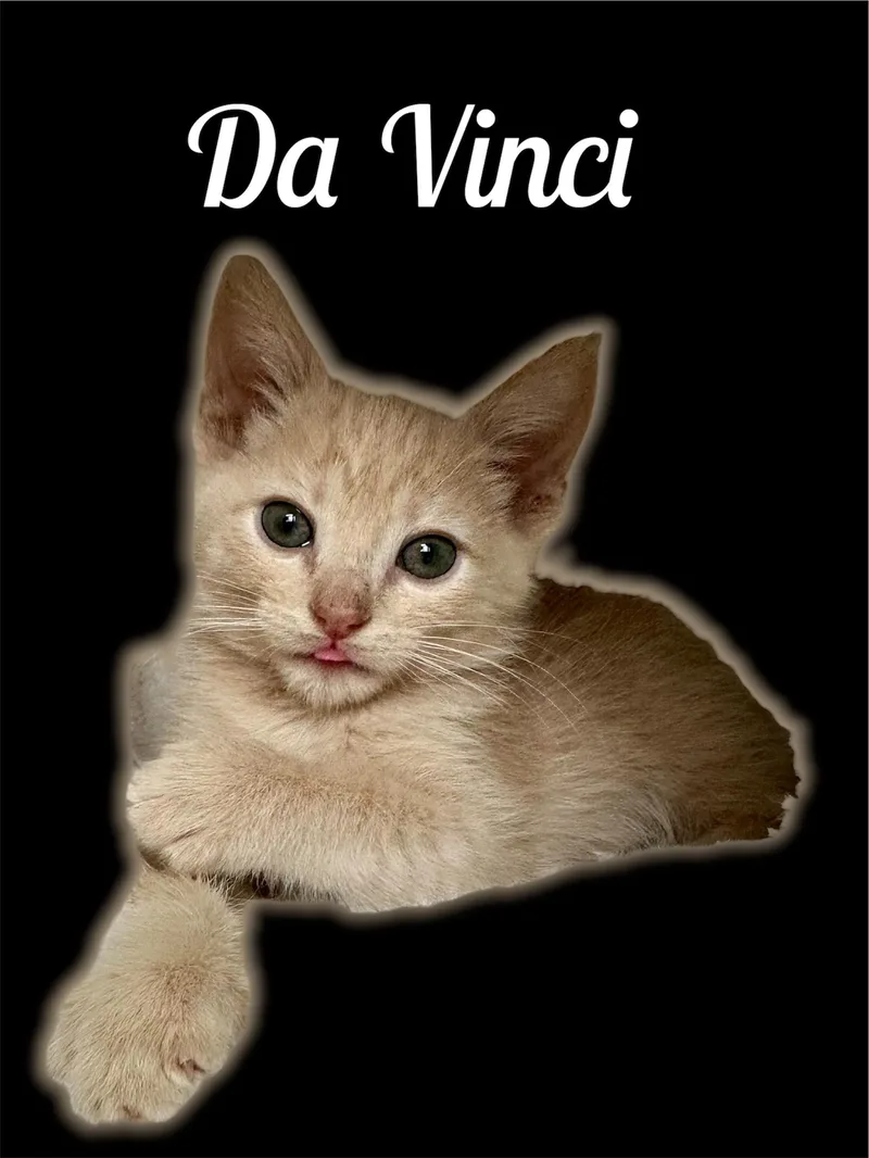 A baby small-sized male Tabby (Buff / Tan / Fawn) Domestic Short Hair cat named Da Vinci for adoption in Auburn, CA