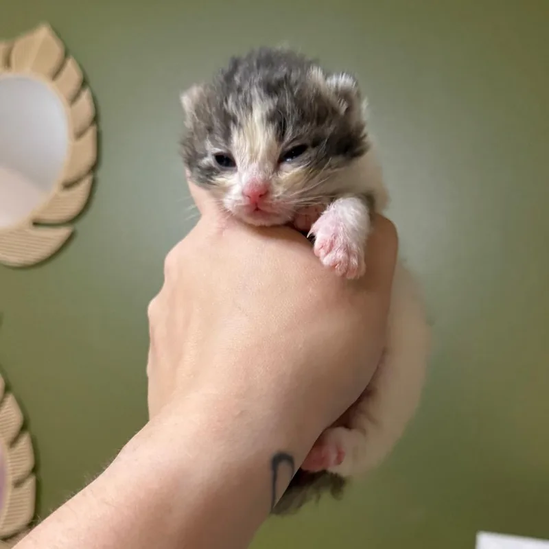 A baby small-sized female White Domestic Short Hair cat named Magnolia for adoption in Kansas City, MO