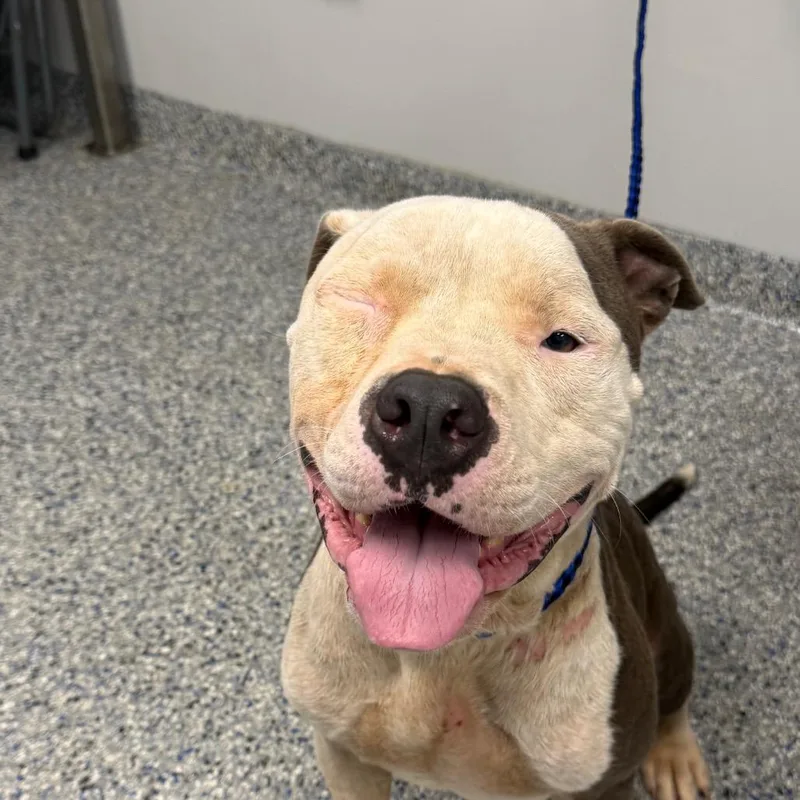 An adult medium-sized male Gray / Blue / Silver Mixed Breed dog named Ace for adoption in Greenville, SC