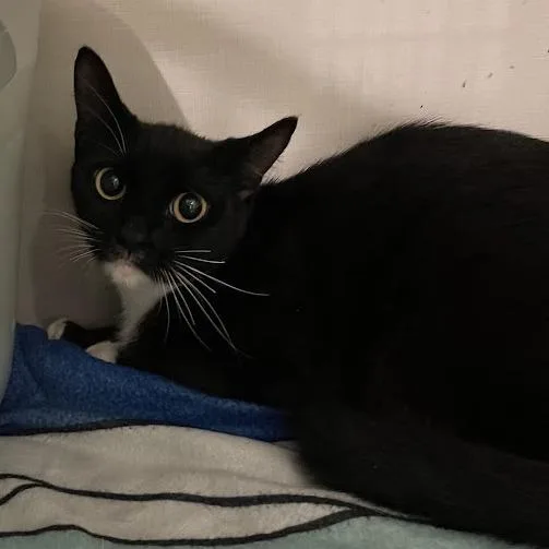An adult medium-sized female Black Domestic Short Hair cat named Rain for adoption in Port Charlotte, FL