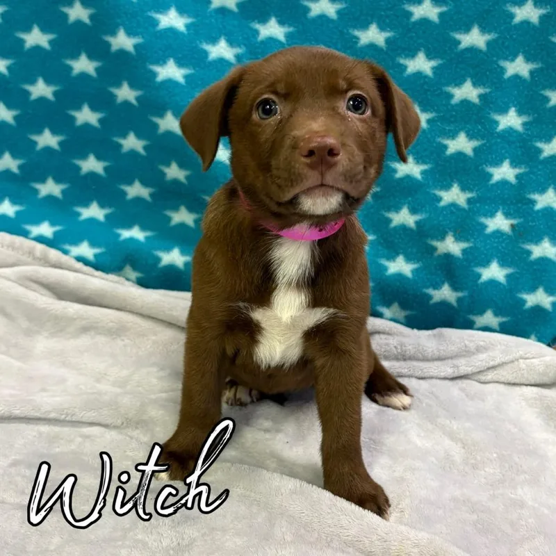 A baby medium-sized female Retriever dog named Witch for adoption in Hillsboro, OH