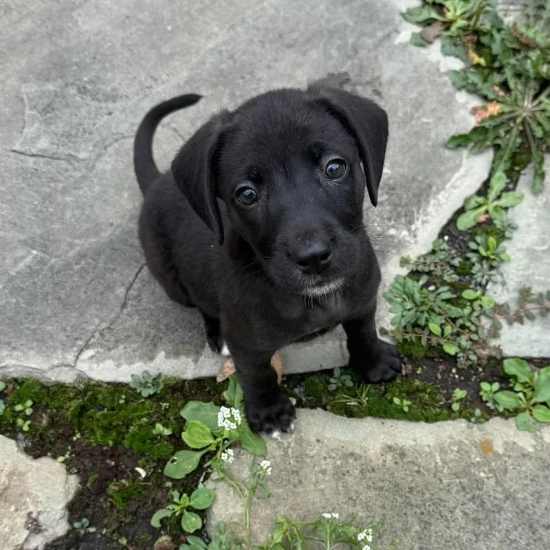 A baby medium-sized female Black Mixed Breed dog named Gertrude for adoption in Fredericksburg, VA