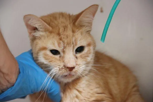 A young small-sized male Domestic Medium Hair cat named Boogie for adoption in Tucson, AZ